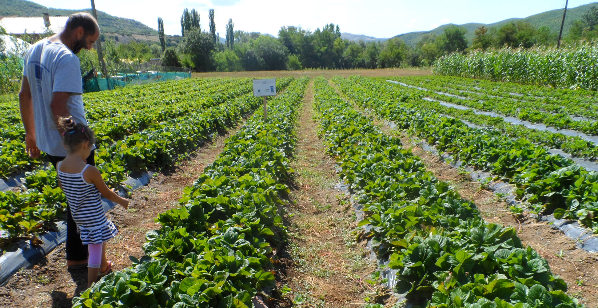 UNDP KOSOVO, 2012-2013